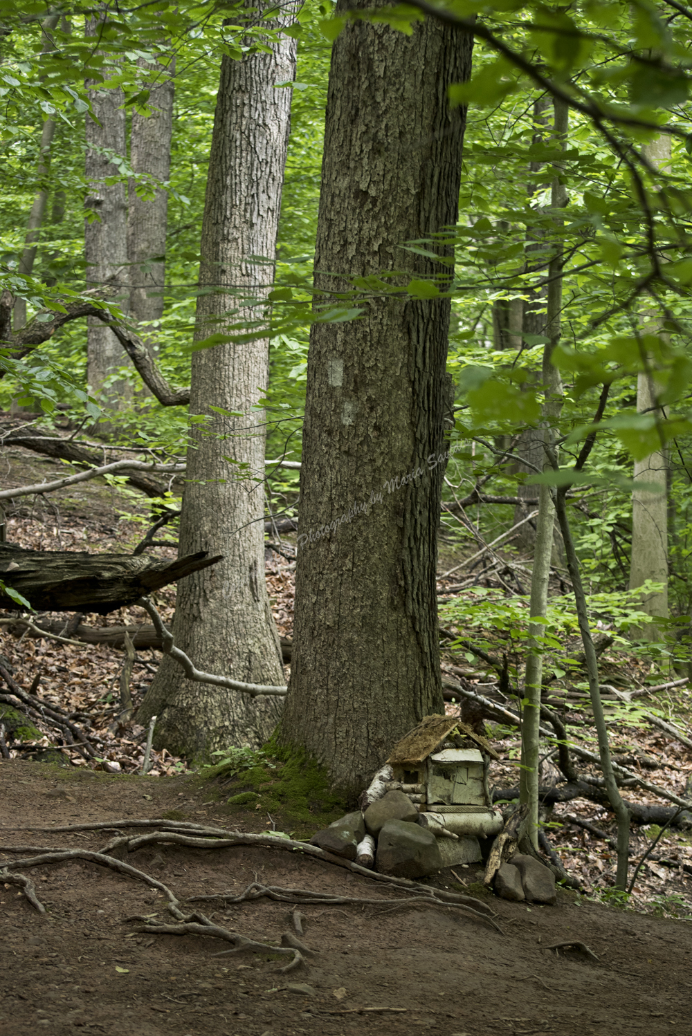 Fairy Trail, Rahway River Trail, South Mountain Reservation, Millburn, NJ