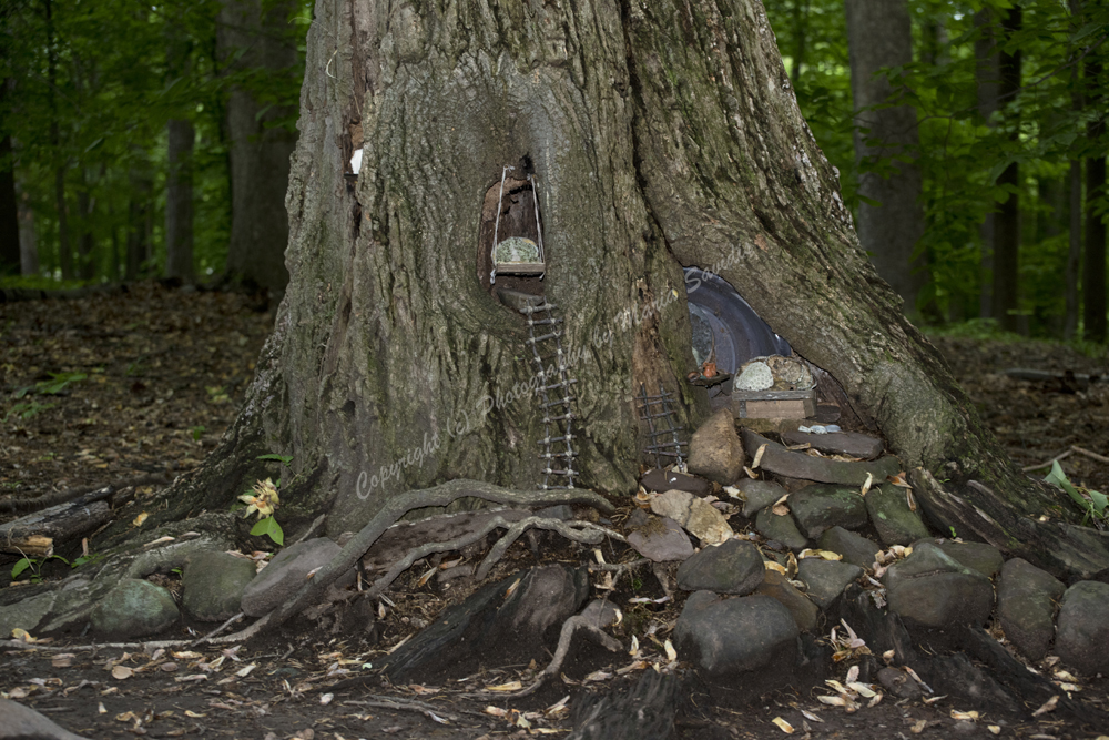 Fairy Trail, Rahway River Trail, South Mountain Reservation, Millburn, NJ