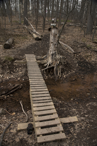 Fairy Trail section of the Rahway Trail, White Blazes, South Mountain Reservation, Millburn, NJ March 2017-8ds-1330