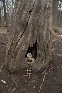 Fairy Trail section of the Rahway Trail, White Blazes, South Mountain Reservation, Millburn, NJ March 2017-8ds-1333