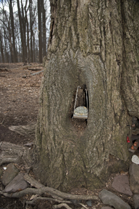 Fairy Trail section of the Rahway Trail, White Blazes, South Mountain Reservation, Millburn, NJ March 2017-8ds-1341