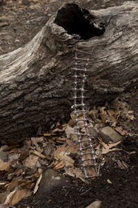 Fairy Trail section of the Rahway Trail, White Blazes, South Mountain Reservation, Millburn, NJ March 2017-8ds-1353