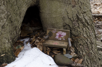 Fairy Trail section of the Rahway Trail, White Blazes, South Mountain Reservation, Millburn, NJ March 2017-70d-7377