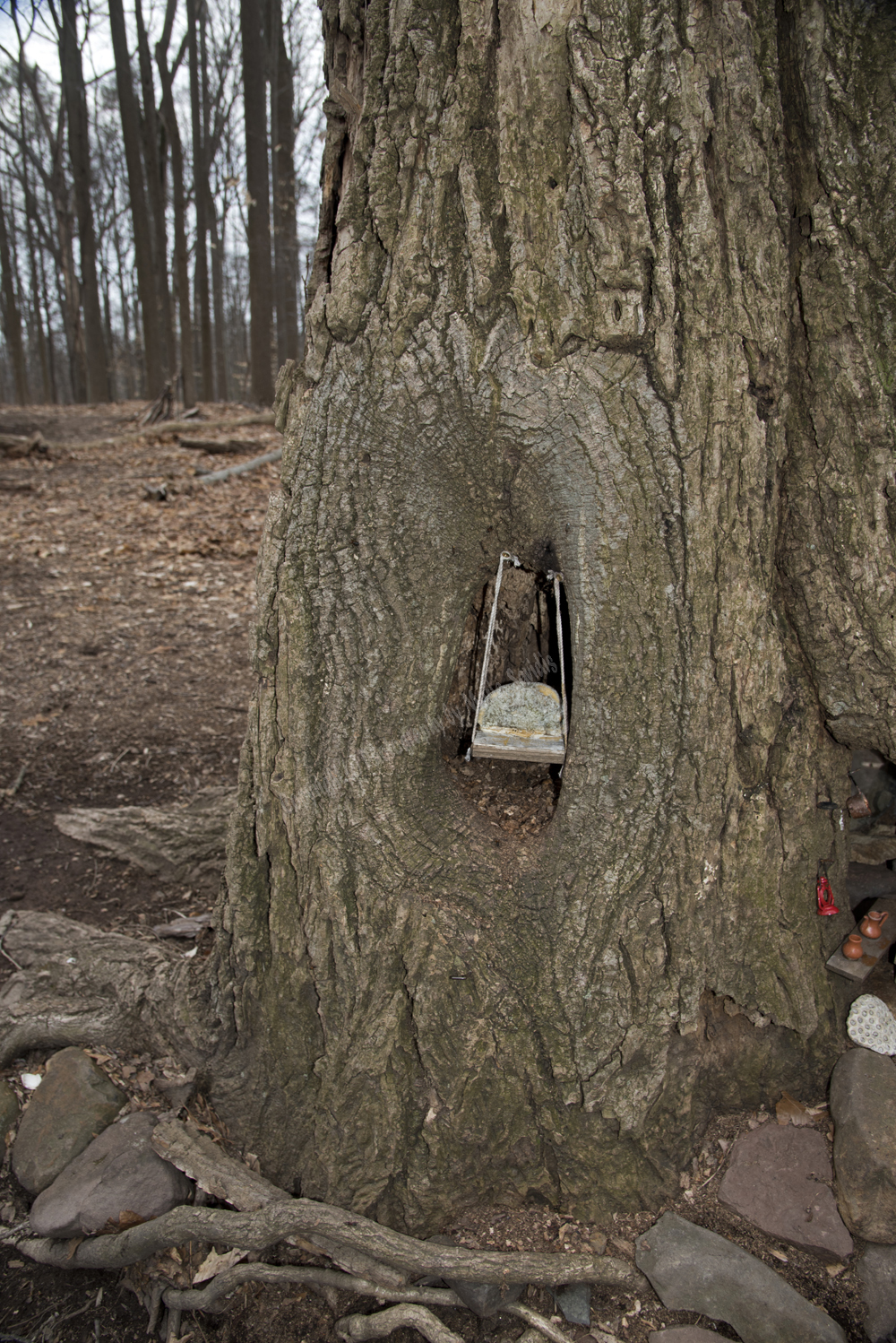 Fairy Trail, Rahway River Trail, South Mountain Reservation, Millburn, NJ