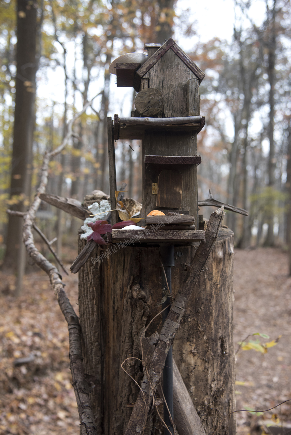 Fairy Trail, Rahway River Trail, South Mountain Reservation, Millburn, NJ