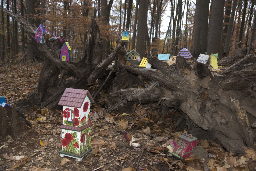 Fairy Trail, Rahway River Trail, South Mountain Reservation, Millburn, NJ