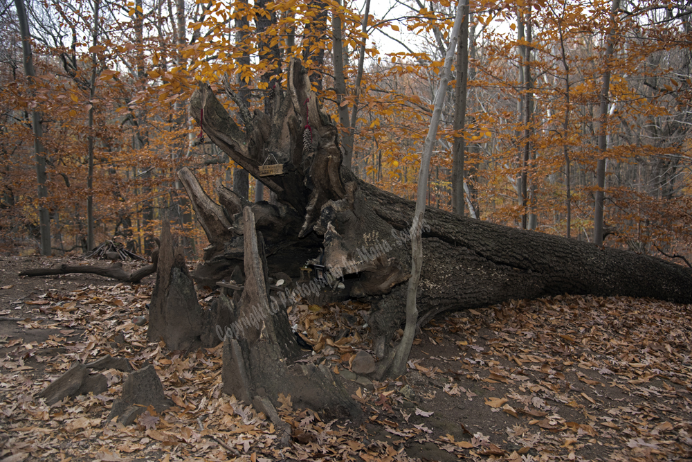 Fairy Trail, Rahway River Trail, South Mountain Reservation, Millburn, NJ