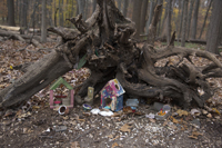 Fairy Trail section of the Rahway Trail, White Blazes, South Mountain Reservation, Millburn, NJ November 2016-8ds-0201