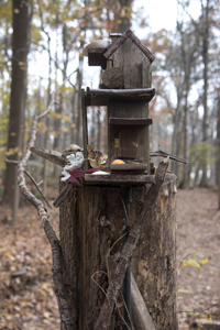 Fairy Trail section of the Rahway Trail, White Blazes, South Mountain Reservation, Millburn, NJ November 2016-8ds-0204