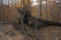 Fairy Trail section of the Rahway Trail, White Blazes, South Mountain Reservation, Millburn, NJ November 2016-8ds-0208