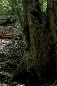 South Mountain Reservation, Essex County, NJ 2016-1542