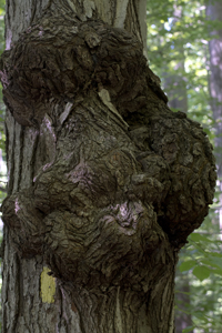 South Mountain Reservation, Essex County, NJ 2016-1544