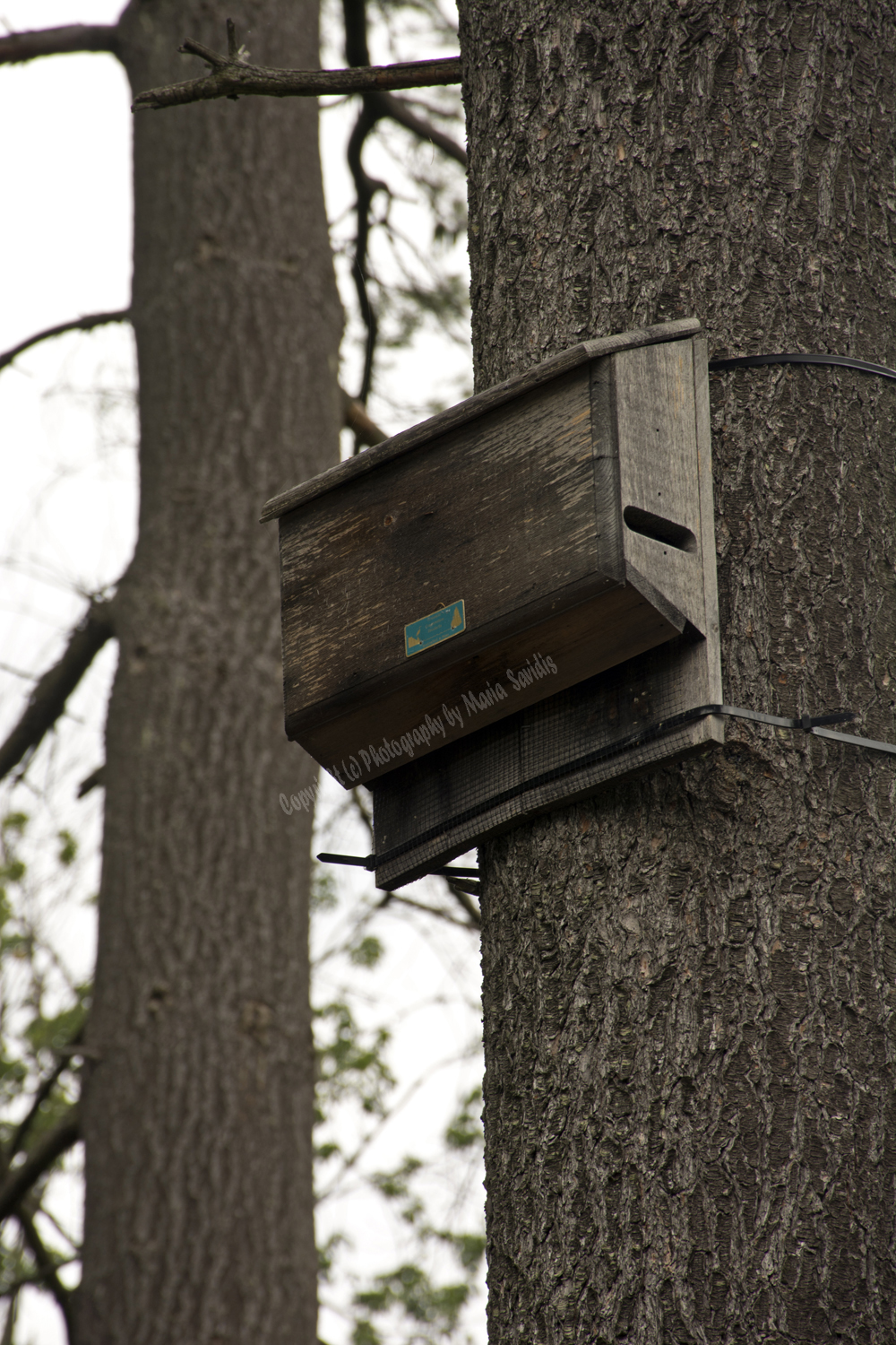 Tree with Eye Blazes