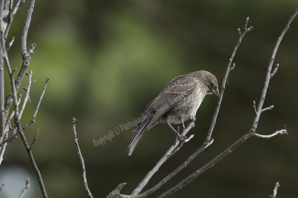 Juvenile Female Brown-headed Cowbird, West Orange, NJ
