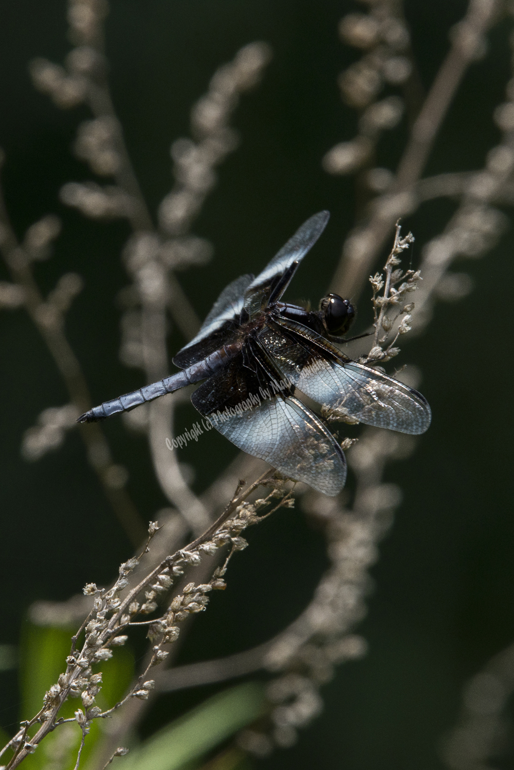 Dragonfly