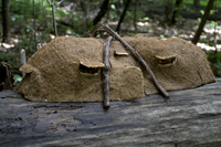 South Mountain Reservation, Fairy Trail, Millburn, NJ 2017-71d-4831