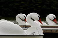 South Mountain Reservation, Essex County 2017-71d-4870 Swan boats