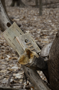 South Mountain Reservation, Fairy Trail, Millburn, NJ 2019-70d-3419