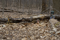 South Mountain Reservation, Fairy Trail, Millburn, NJ 2019-70d-3425