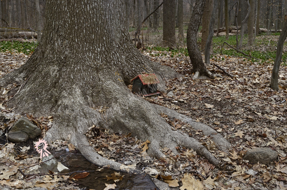 Fairy Trail, Rahway River Trail, South Mountain Reservation, Millburn, NJ