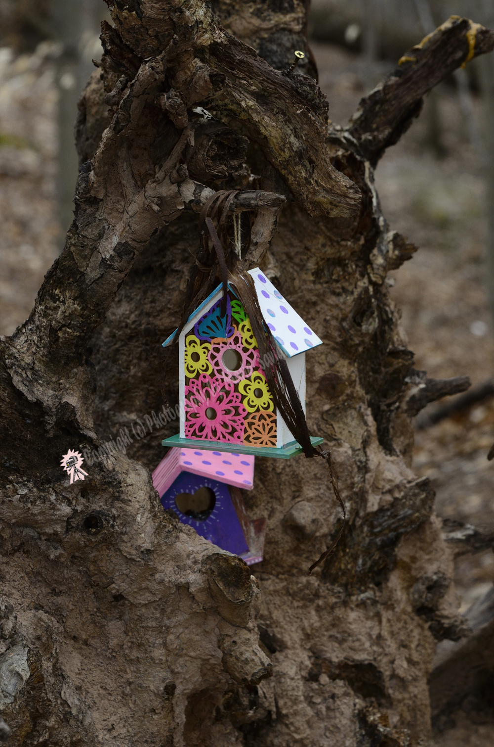 Fairy Trail, Rahway River Trail, South Mountain Reservation, Millburn, NJ