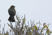 Stone Harbor Point, NJ 2018-71d-1601, Female Red-winged Blackbird