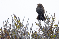 Stone Harbor Point, NJ 2018-71d-1602, Female Red-winged Blackbird