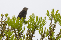 Stone Harbor Point, NJ 2018-71d-1649, Female Red-winged Blackbird