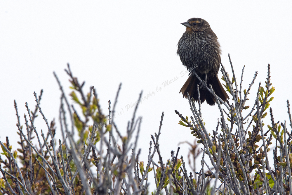 Female Red-winged Blackbird, Stone Harbor Point, NJ 2018