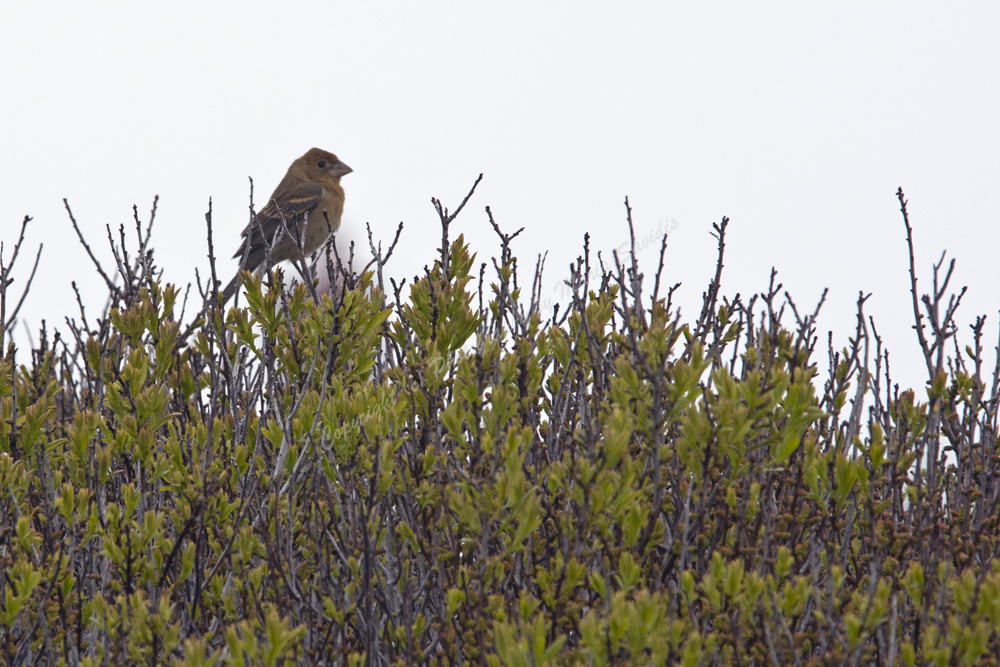 Blue Grosbeak