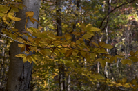Watchung Reservation, Mountainside, NJ 2016-8ds_0039
