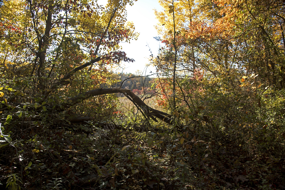 Autumn in Watchung Reservation, Union County, NJ