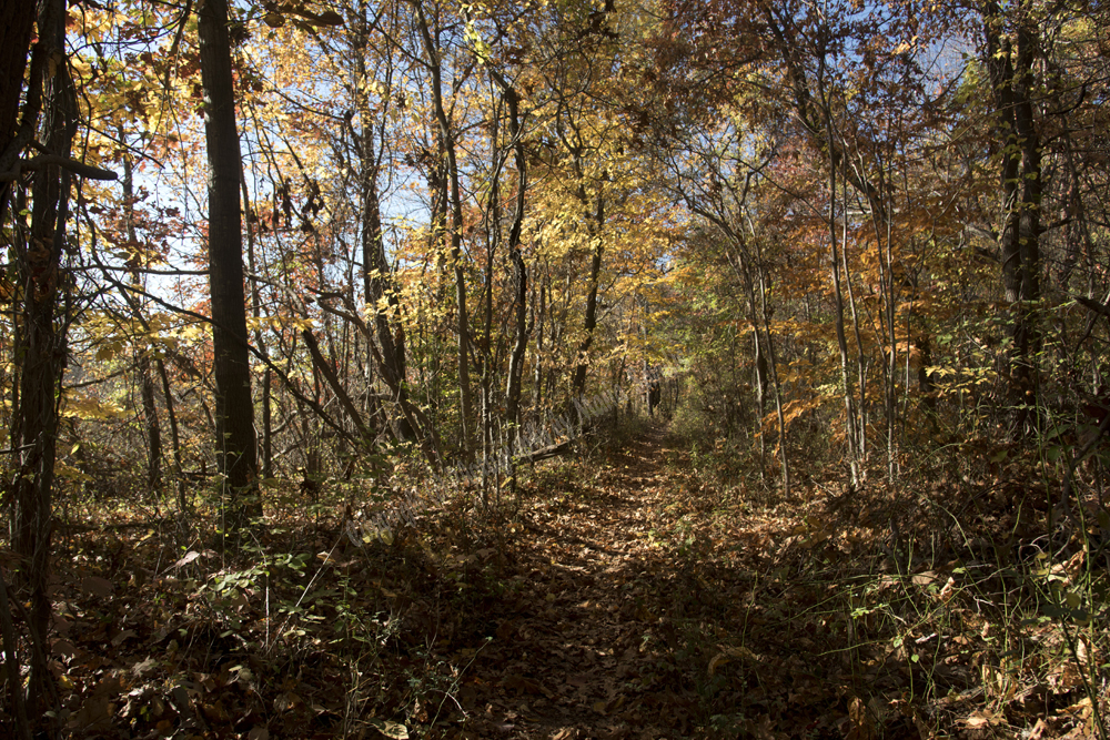 Autumn in Watchung Reservation, Union County, NJ