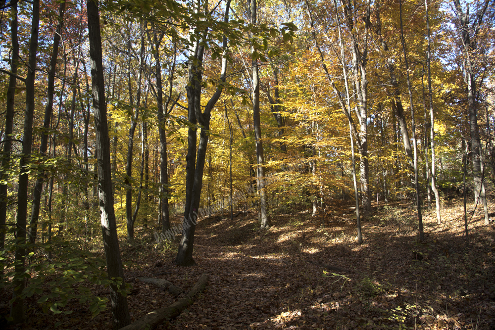 Autumn in Watchung Reservation, Union County, NJ