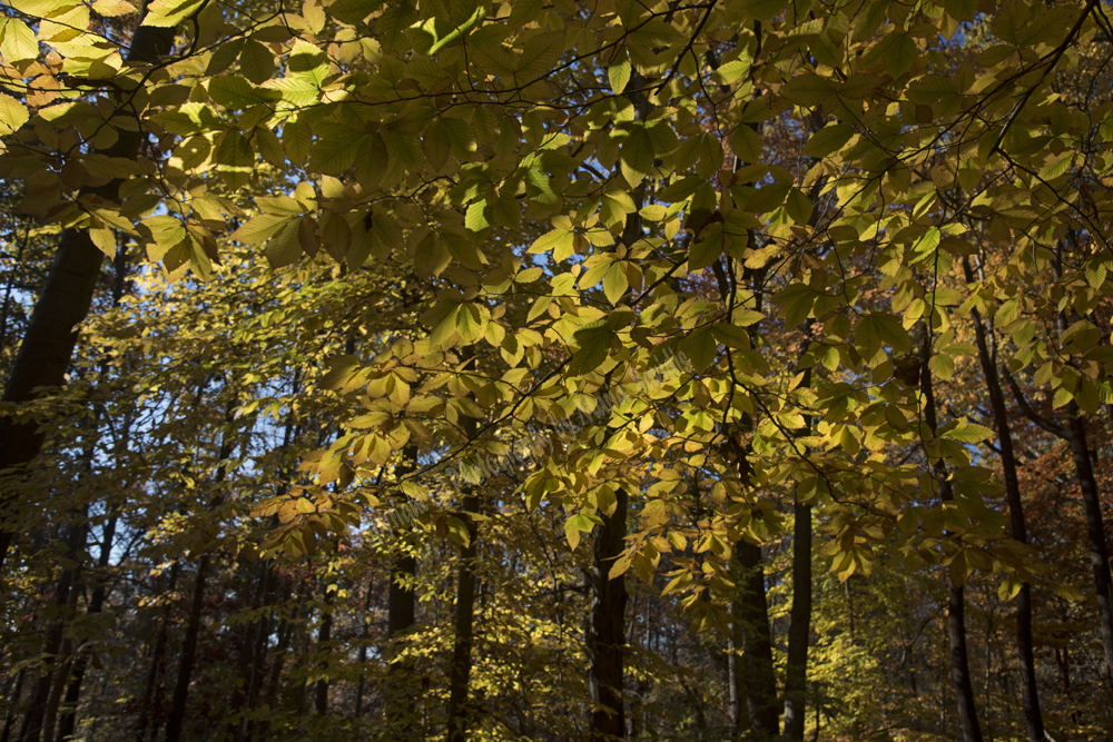 Autumn in Watchung Reservation, Union County, NJ