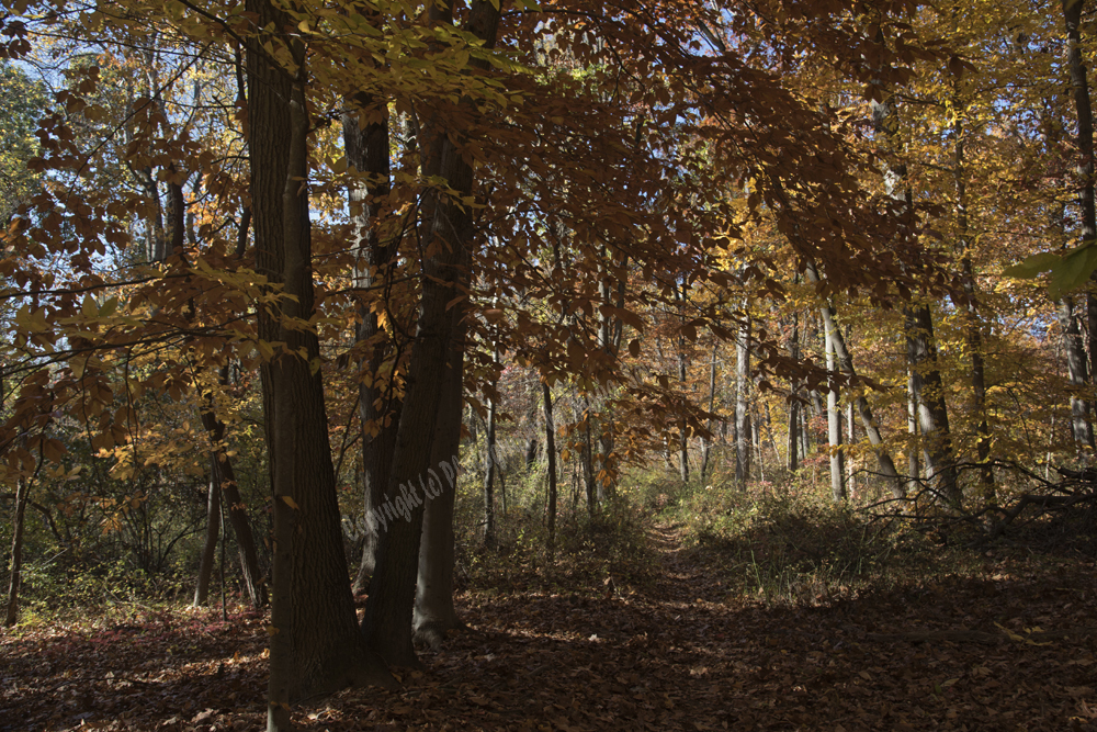 Autumn in Watchung Reservation, Union County, NJ