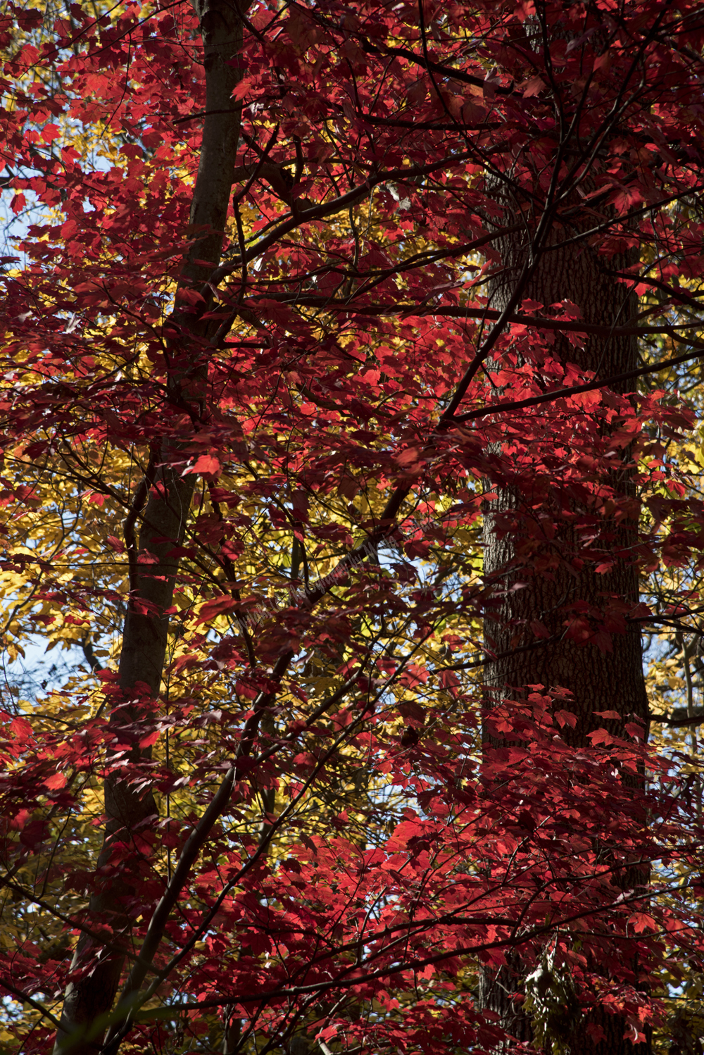 Autumn in Watchung Reservation, Union County, NJ