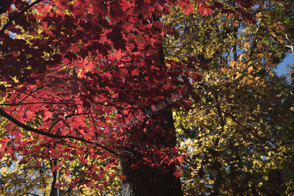 Autumn in Watchung Reservation, Union County, NJ