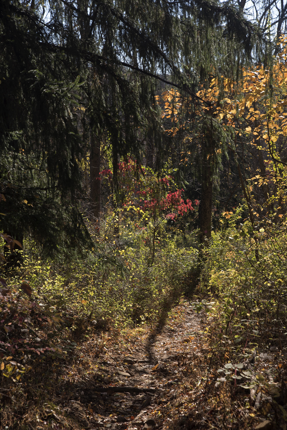 Autumn in Watchung Reservation, Union County, NJ