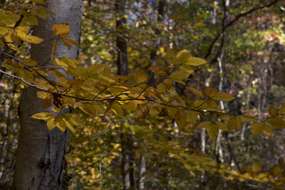 Autumn in Watchung Reservation, Union County, NJ
