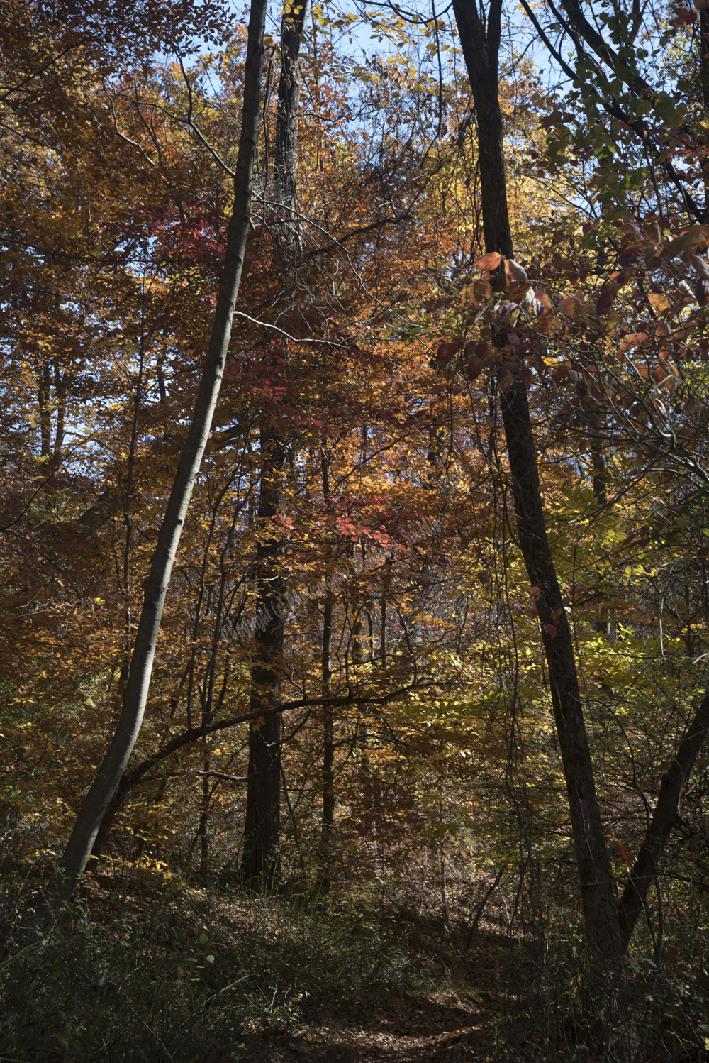 Autumn in Watchung Reservation, Union County, NJ