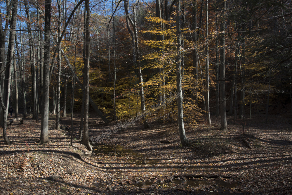 Autumn in Watchung Reservation, Union County, NJ
