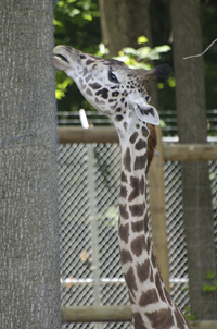 Click here to see photos of animals at the Turtleback Zoo in West, Orange, NJ