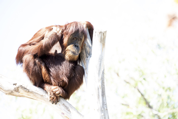 Click here to see photographs of the animals at ABQ Bio Park Zoo