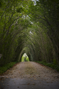East Hampton, The Hamptons, NY 2017-8DS-7249