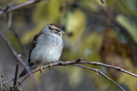 Sag Harbor, The Hamptons, Long Island, NY 2017-8DS-7291, Chipping Sparrow