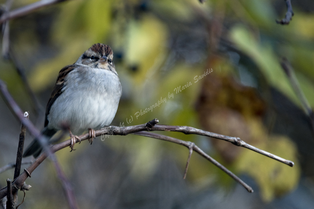 Chipping Sparrow, Sag Harbor, The Hamptons, Long Island, NY