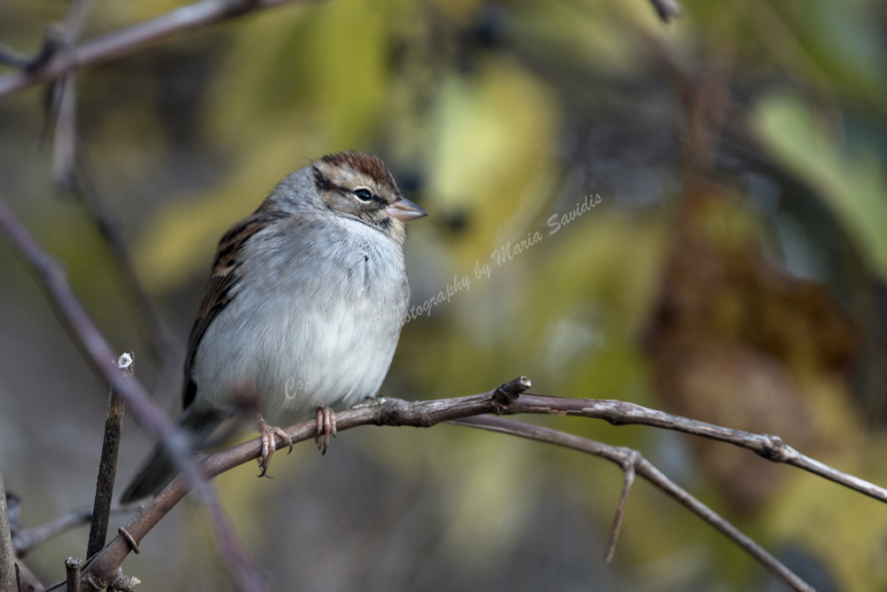 Chipping Sparrow, Sag Harbor, The Hamptons, Long Island, NY