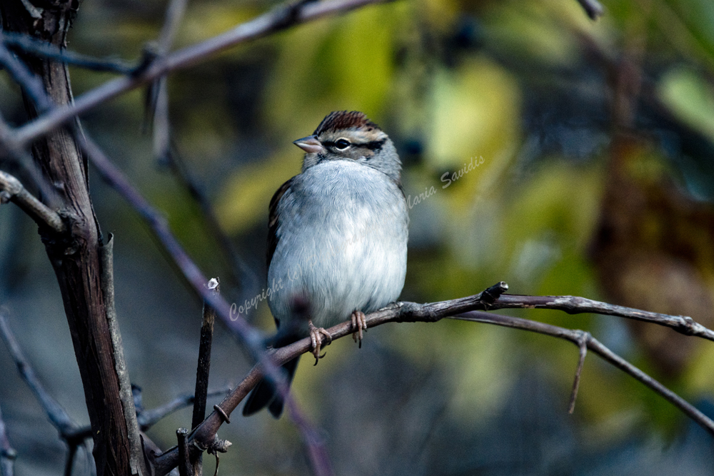 Chipping Sparrow, Sag Harbor, The Hamptons, Long Island, NY