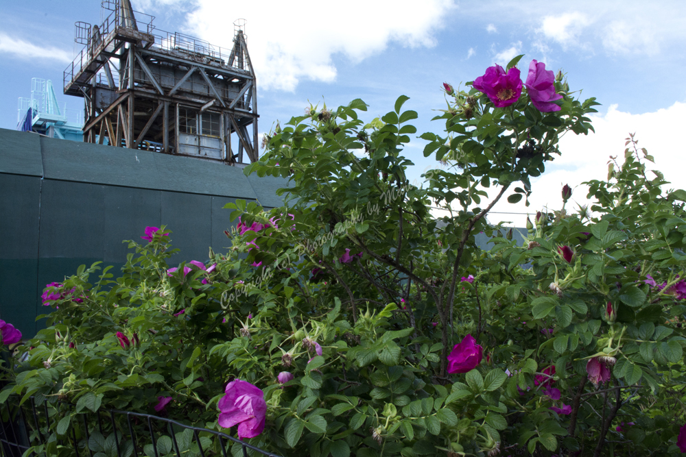 Williamsburg, Brooklyn, New York City, NY